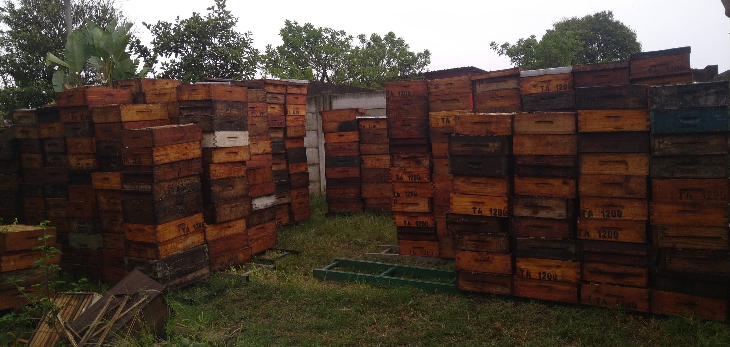 Rows of Laeveld Byeboere beehives ready for pollination services